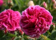 Villa Giustiniani – Fotogallery il Roseto – 17